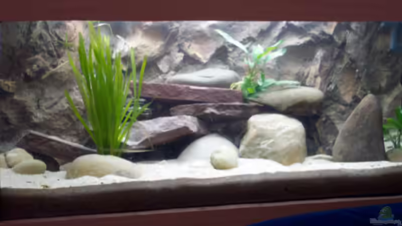 Aquarium Hauptansicht von Becken 237 Aquarium Hauptansicht von Becken 237