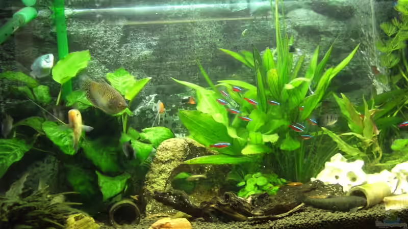 Aquarium Hauptansicht von Becken 23730 Aquarium Hauptansicht von Becken 23730