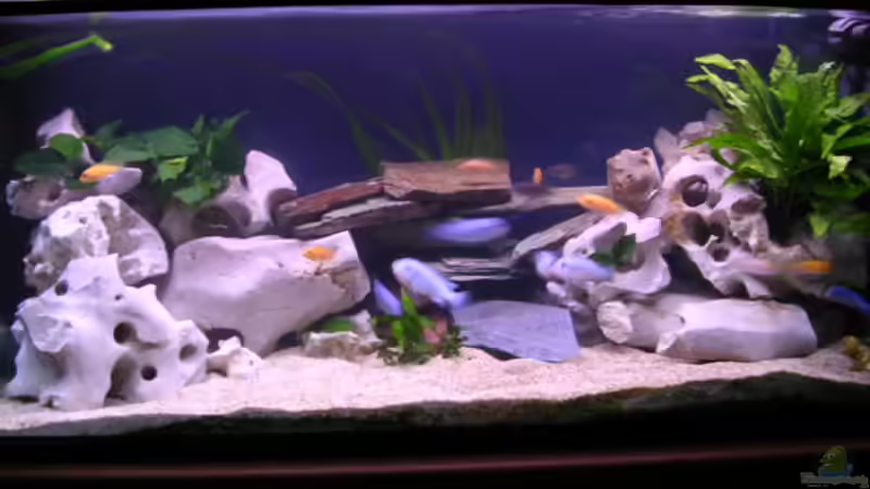 Aquarium Hauptansicht von Becken 2374 Aquarium Hauptansicht von Becken 2374