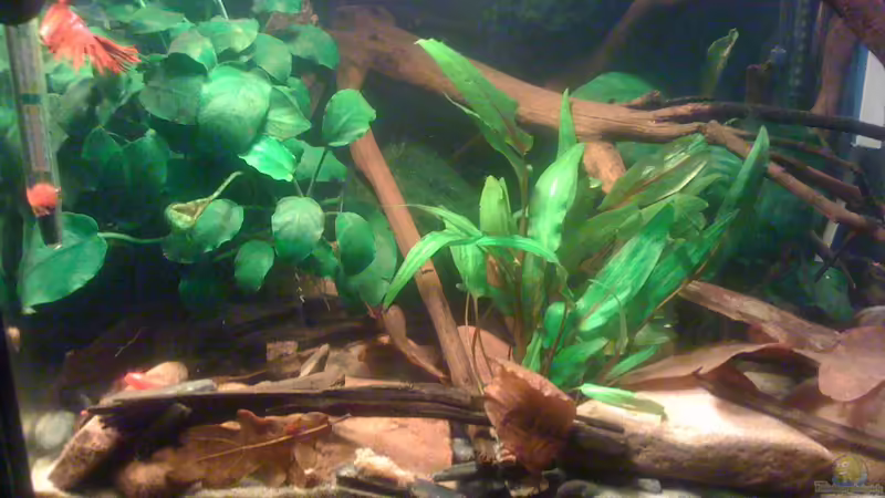 Aquarium Hauptansicht von Becken 23787 Aquarium Hauptansicht von Becken 23787