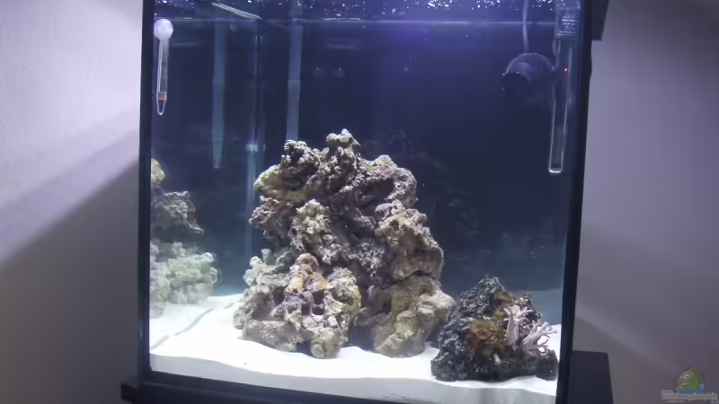 Aquarium Hauptansicht von Becken 2397 Aquarium Hauptansicht von Becken 2397