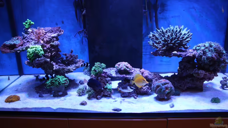 Aquarium Hauptansicht von Becken 23975 Aquarium Hauptansicht von Becken 23975