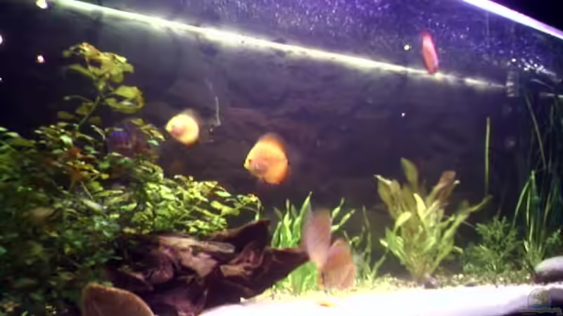 Aquarium Hauptansicht von Becken 2400 Aquarium Hauptansicht von Becken 2400