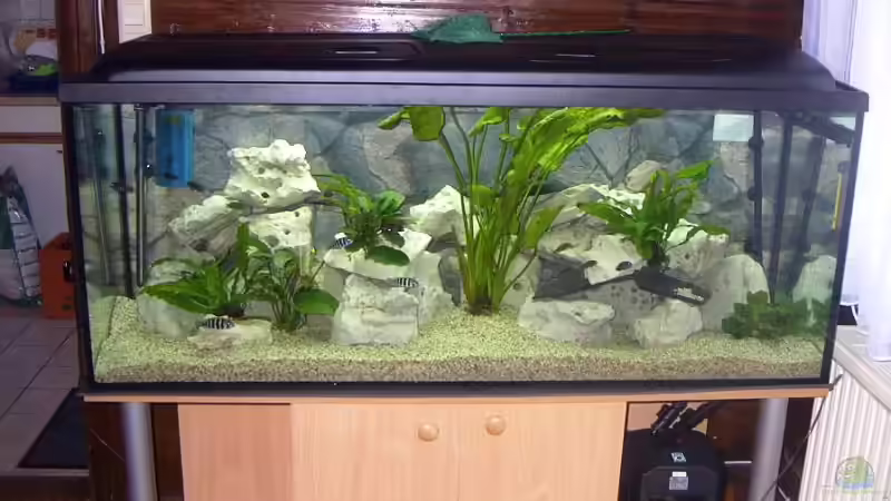 Aquarium Hauptansicht von Becken 2409 Aquarium Hauptansicht von Becken 2409