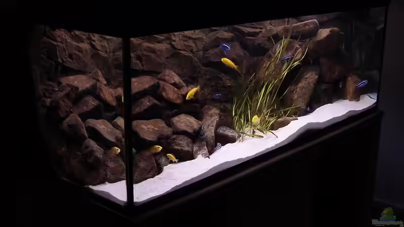 Aquarium Hauptansicht von Becken 2429 Aquarium Hauptansicht von Becken 2429