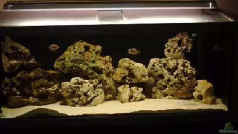 Aquarium Hauptansicht von Becken 243 Aquarium Hauptansicht von Becken 243