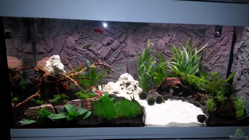 Aquarium Hauptansicht von Becken 24797 Aquarium Hauptansicht von Becken 24797