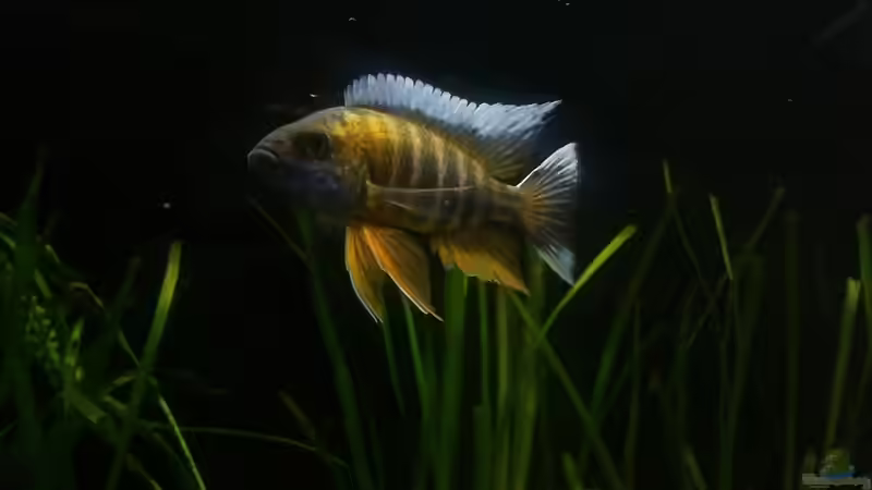 Aquarium Hauptansicht von Becken 24810 ABZUGEBEN! Aquarium Hauptansicht von Becken 24810 ABZUGEBEN!