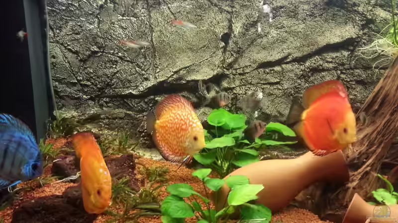 Aquarium Hauptansicht von Becken 24844 Aquarium Hauptansicht von Becken 24844