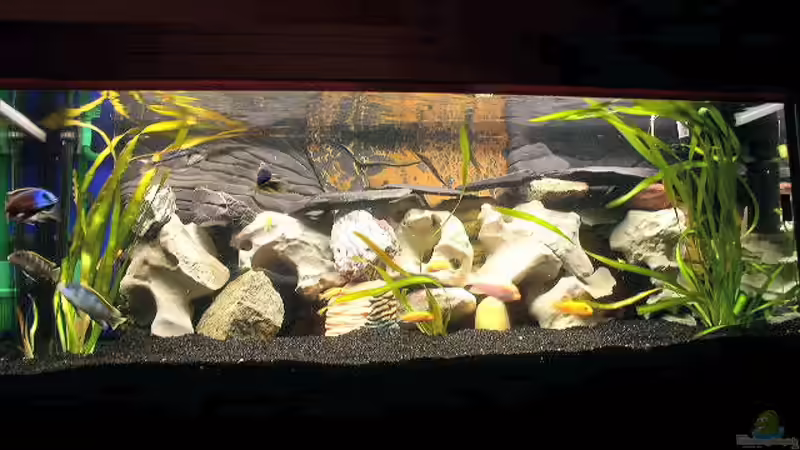 Aquarium Hauptansicht von Becken 251 Aquarium Hauptansicht von Becken 251