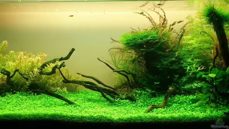 Aquarium Hauptansicht von Becken 25169 Aquarium Hauptansicht von Becken 25169