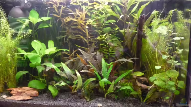 Aquarium Hauptansicht von Becken 25217 Aquarium Hauptansicht von Becken 25217