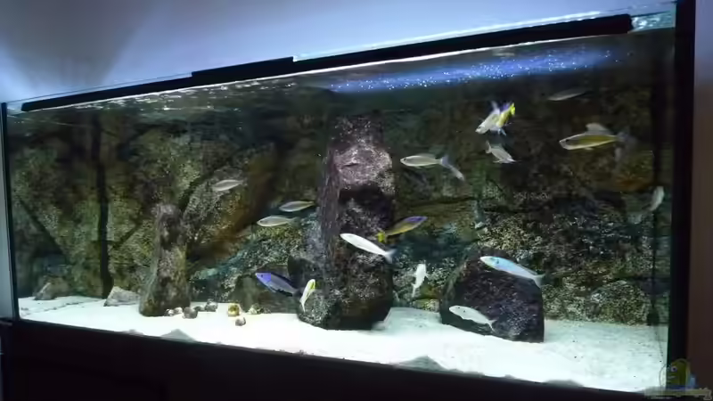 Aquarium Hauptansicht von Becken 25310 Aquarium Hauptansicht von Becken 25310