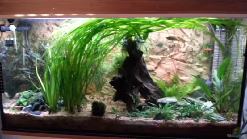 Aquarium Hauptansicht von Becken 25376 Aquarium Hauptansicht von Becken 25376