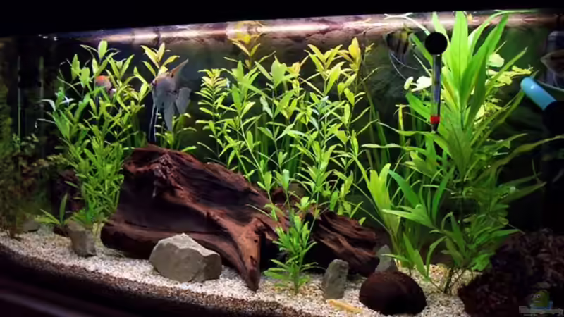 Aquarium Hauptansicht von Becken 2539 Aquarium Hauptansicht von Becken 2539