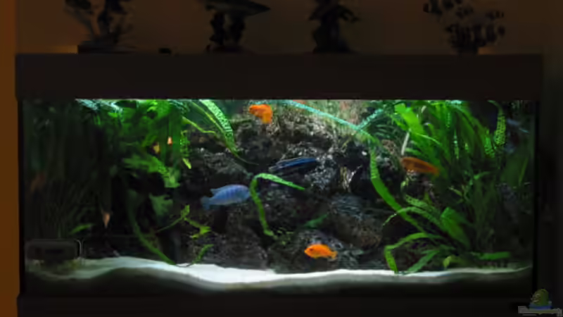 Aquarium Hauptansicht von Becken 254 Aquarium Hauptansicht von Becken 254