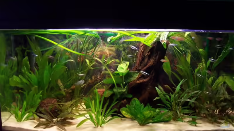 Aquarium Hauptansicht von Becken 2544 Aquarium Hauptansicht von Becken 2544