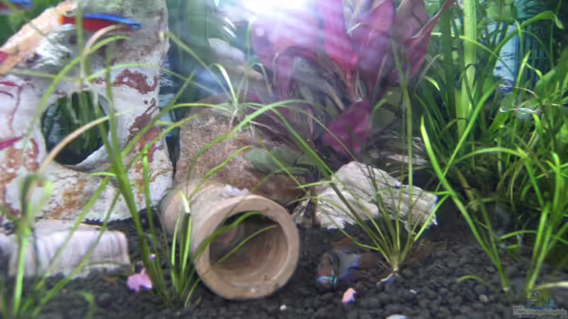 Aquarium Hauptansicht von Becken 25443 Aquarium Hauptansicht von Becken 25443