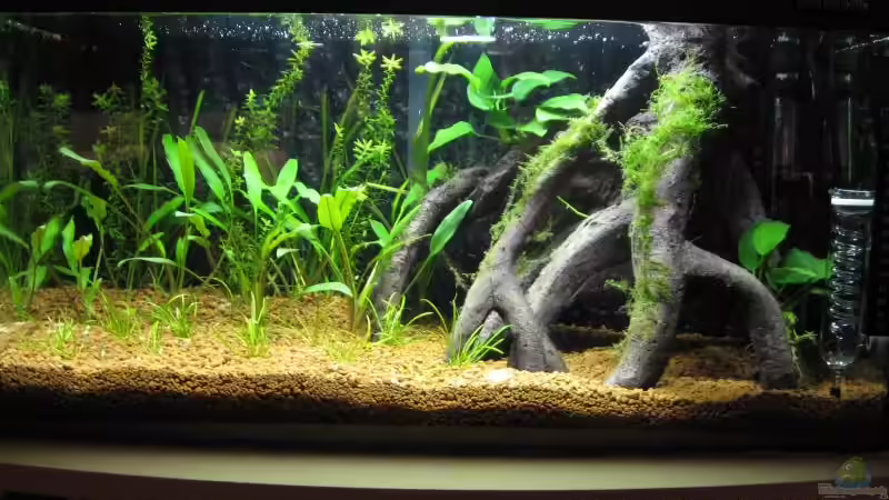 Aquarium Hauptansicht von Becken 2551 Aquarium Hauptansicht von Becken 2551