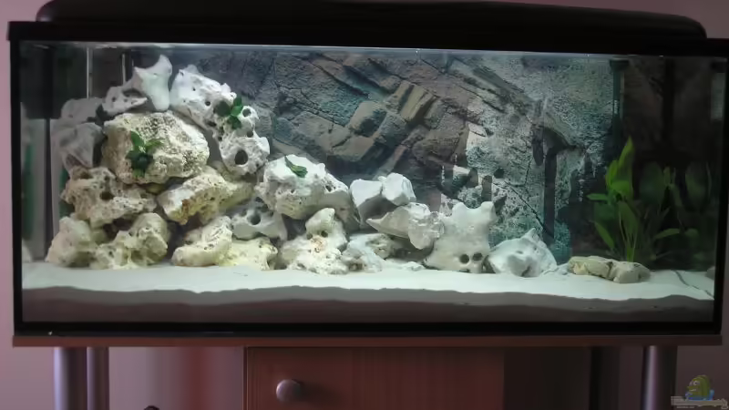 Aquarium Hauptansicht von Becken 2556 Aquarium Hauptansicht von Becken 2556