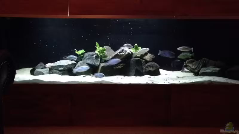 Aquarium Hauptansicht von Becken 25586 Aquarium Hauptansicht von Becken 25586