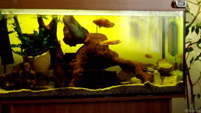 Aquarium Hauptansicht von Becken 257 Aquarium Hauptansicht von Becken 257