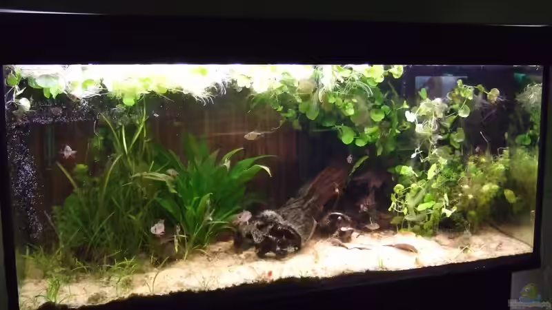 Aquarium Hauptansicht von Becken 25713 Aquarium Hauptansicht von Becken 25713