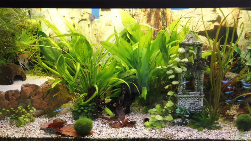 Aquarium Hauptansicht von Becken 25804 Aquarium Hauptansicht von Becken 25804