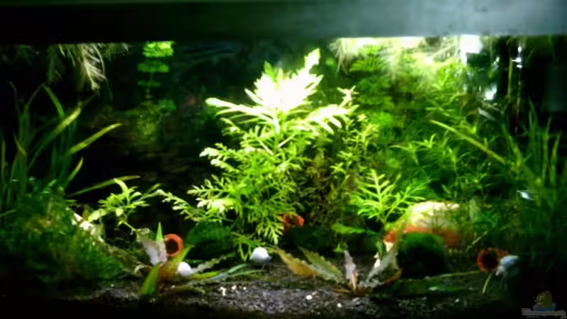 Aquarium Hauptansicht von Becken 2581 Aquarium Hauptansicht von Becken 2581