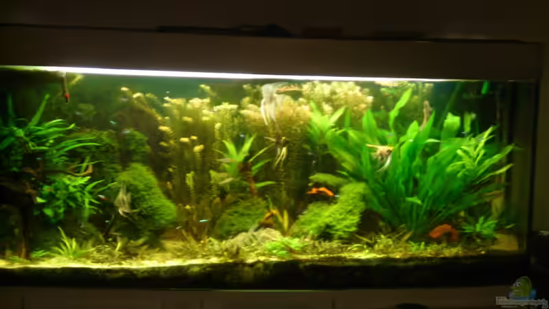 Aquarium Hauptansicht von Becken 26009 Aquarium Hauptansicht von Becken 26009