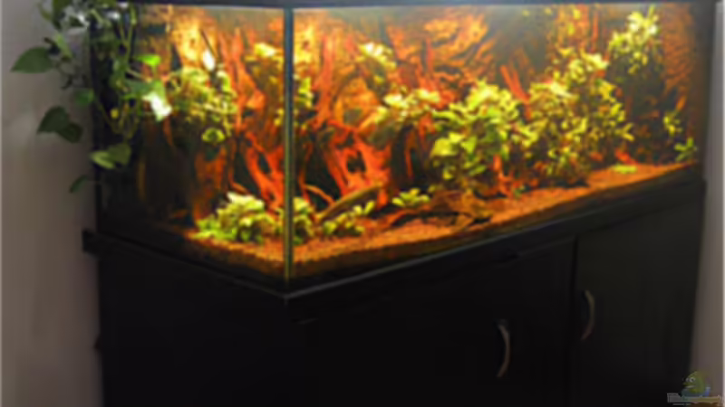 Aquarium Hauptansicht von Becken 2601 Aquarium Hauptansicht von Becken 2601