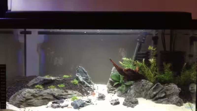 Aquarium Hauptansicht von Becken 26129 Aquarium Hauptansicht von Becken 26129