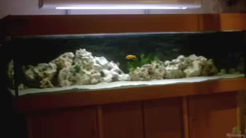 Aquarium Hauptansicht von Becken 2615 Aquarium Hauptansicht von Becken 2615