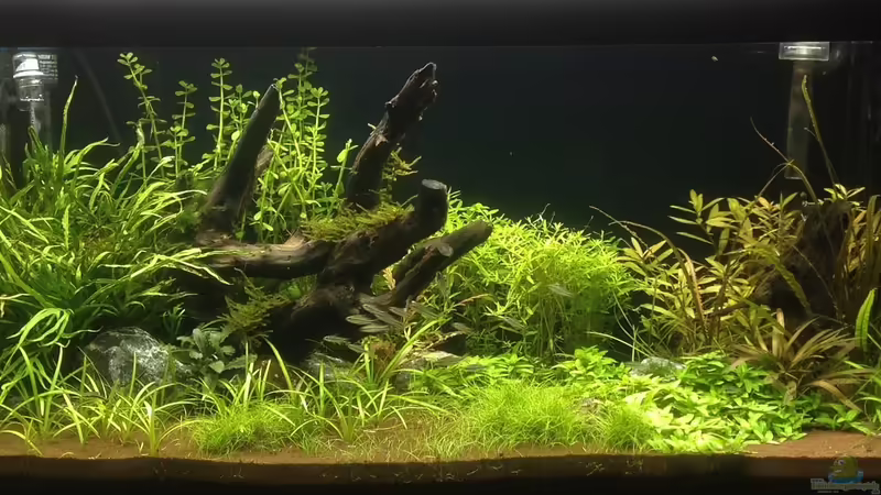 Aquarium Hauptansicht von Becken 26251 Aquarium Hauptansicht von Becken 26251