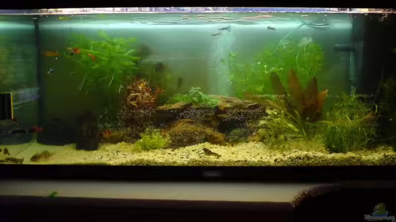 Aquarium Hauptansicht von Becken 2627 Aquarium Hauptansicht von Becken 2627