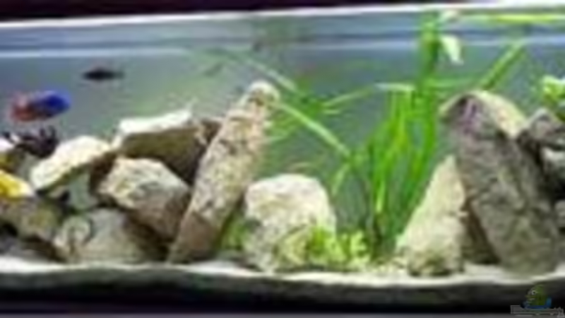 Aquarium Hauptansicht von Becken 2636 Aquarium Hauptansicht von Becken 2636