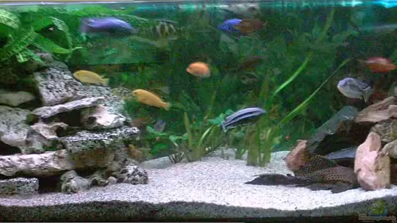 Aquarium Hauptansicht von Becken 264 Aquarium Hauptansicht von Becken 264