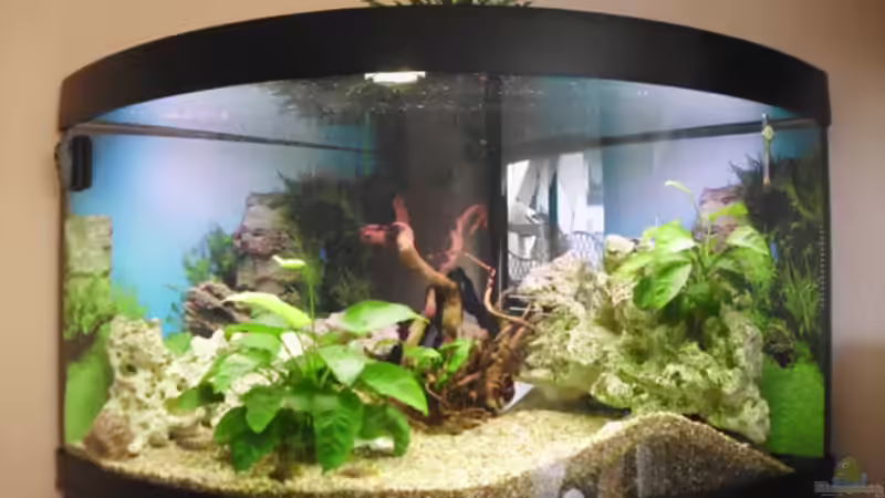Aquarium Hauptansicht von Becken 26538 Aquarium Hauptansicht von Becken 26538