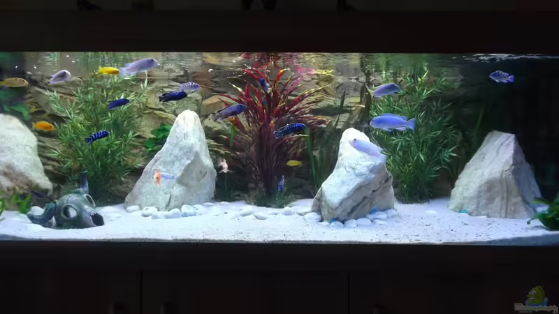 Aquarium Hauptansicht von Becken 26600 Aquarium Hauptansicht von Becken 26600