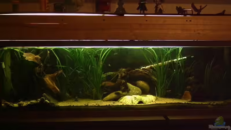 Aquarium Hauptansicht von Becken 2699 Aquarium Hauptansicht von Becken 2699