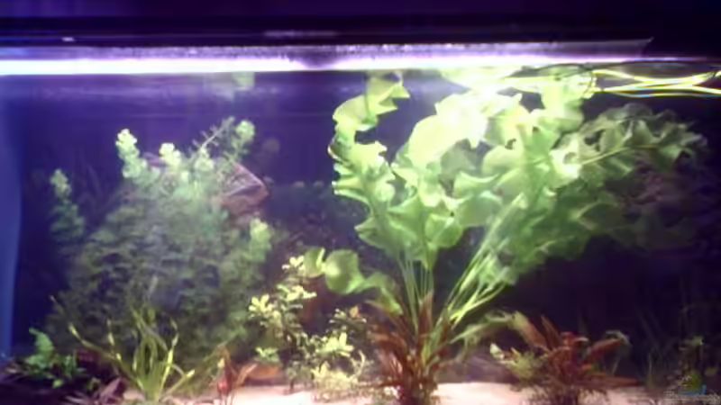 Aquarium Hauptansicht von Becken 2706 Aquarium Hauptansicht von Becken 2706