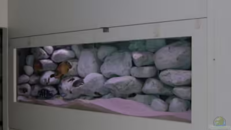 Aquarium Hauptansicht von Becken 271 Aquarium Hauptansicht von Becken 271