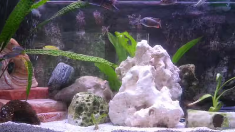 Aquarium Hauptansicht von Becken 2712 Aquarium Hauptansicht von Becken 2712