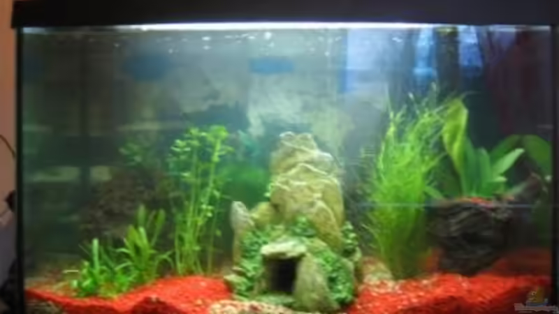 Aquarium Hauptansicht von Becken 2715 Aquarium Hauptansicht von Becken 2715