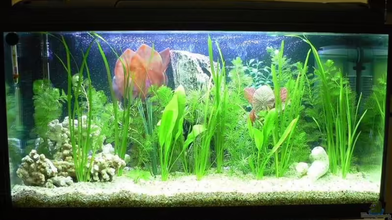 Aquarium Hauptansicht von Becken 2719 Aquarium Hauptansicht von Becken 2719