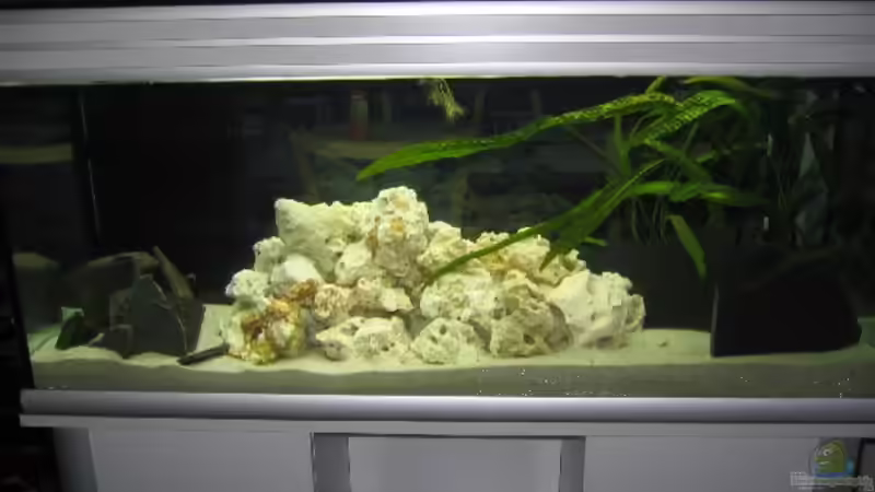 Aquarium Hauptansicht von Becken 2725 Aquarium Hauptansicht von Becken 2725