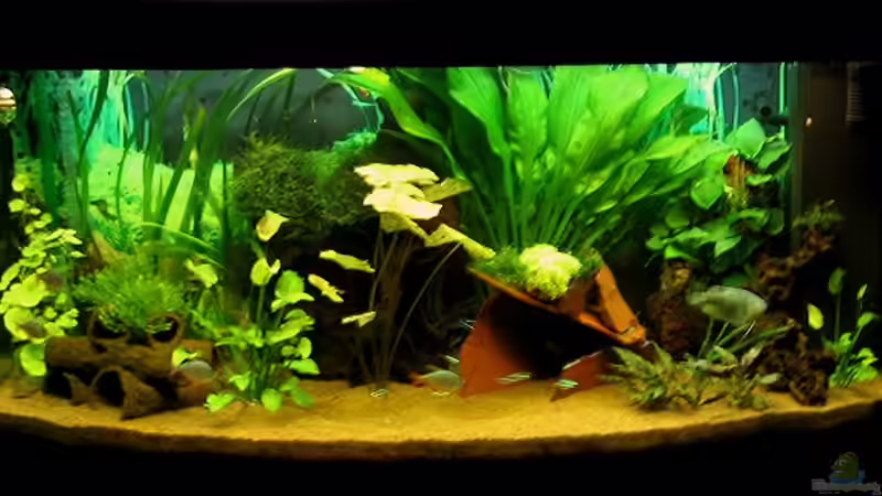 Aquarium Hauptansicht von Becken 273 Aquarium Hauptansicht von Becken 273