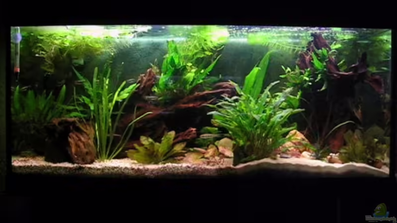 Aquarium Hauptansicht von Becken 2739 Aquarium Hauptansicht von Becken 2739