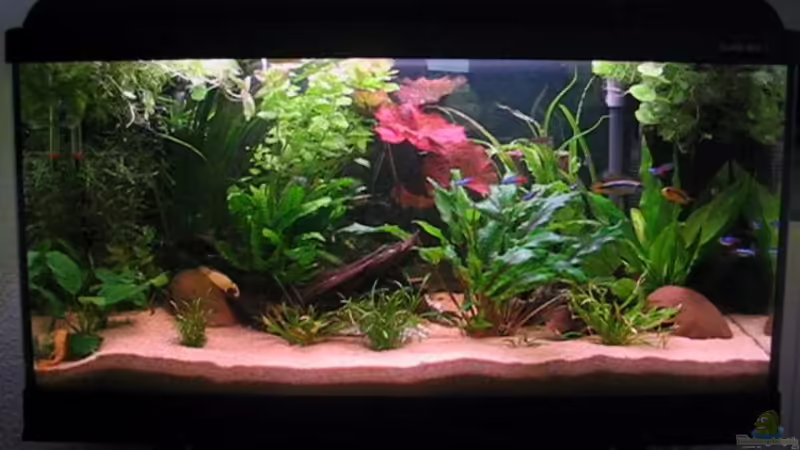 Aquarium Hauptansicht von Becken 2752 Aquarium Hauptansicht von Becken 2752