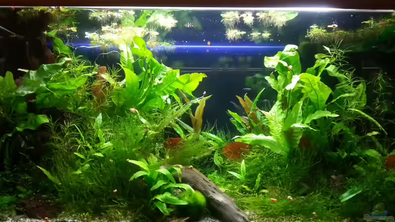 Aquarium Hauptansicht von Becken 27590 Aquarium Hauptansicht von Becken 27590